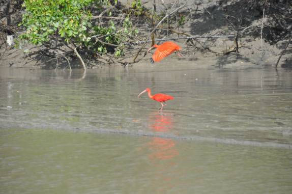 O incrível guará-vermelho, na Fortalezinha, na região de Algodoal - PA